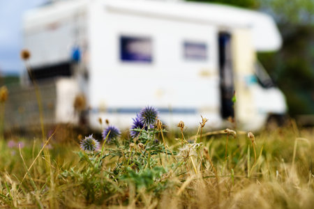 Summer flower and camper vehicle camping on nature in the distance. Caravan trip.
