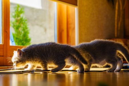 Two gray british cats, cute kittens playing at homeの写真素材