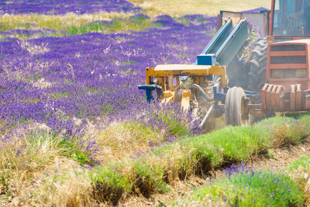 Tractor working on lavender fields. Harvesting of ripened crop in France.の写真素材