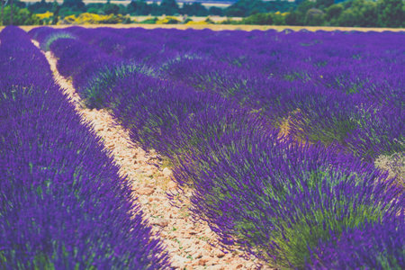 Lavender fields in bloom in Provence, France. Flowering season. Attraction trip for French vacation.の写真素材