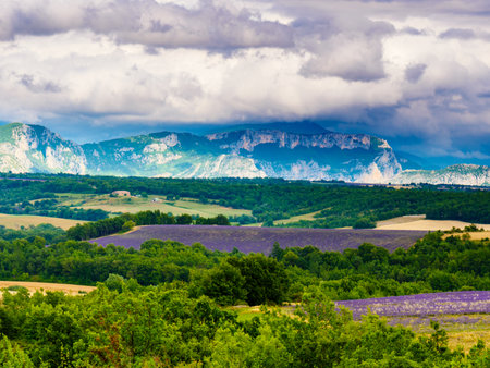 French landscape with blooming lavender fields and mountains in distance. Puimoisson region, Plateau Valensole, Alpes de Haute Provence in France.の写真素材