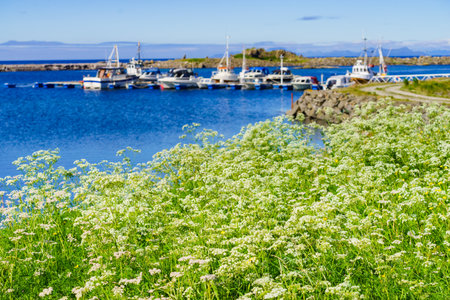 Summer view with fishing port at Hovsund village, Gimsoya Lofoten Islands in Norwayの写真素材