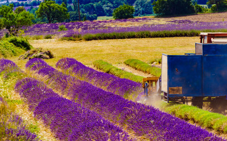 Tractor working on lavender fields. Harvesting of ripened crop in France.の写真素材