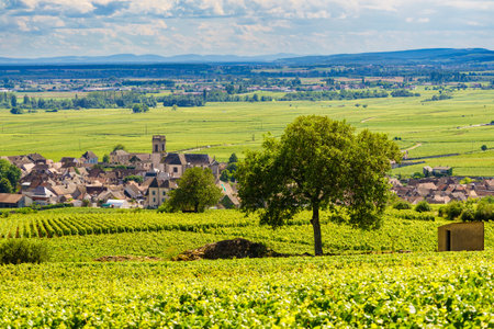 Summer vineyards landscape and village Pommard. Burgundy road. Cote de Beaune, Cote d'Or, France.の写真素材