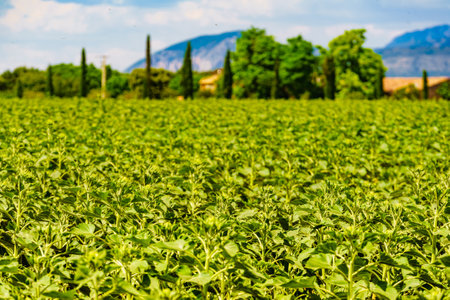 Young green sunflower plant outdoors. Agriculture field in sunny day. Provence in France.の写真素材