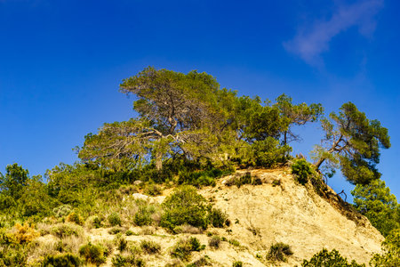 Spanish rocky nature, pine trees on rocks mountainsの写真素材