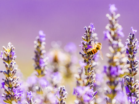 Field with blooming lavender and honey bee on flower collecting pollen. Provence in France.の写真素材