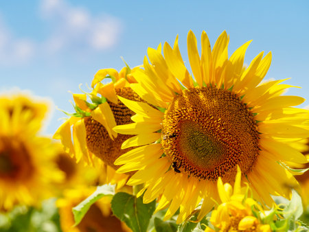 Blooming yellow sunflower and honey bee on flower collecting pollen. Provence in France.の写真素材