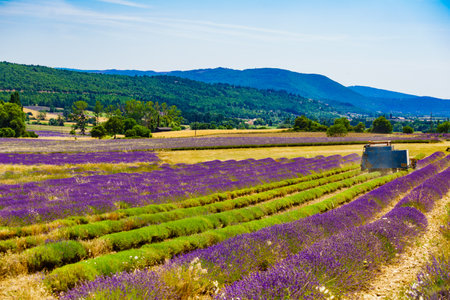 Tractor working on lavender fields. Harvesting lavandin plant in Provance France.の写真素材
