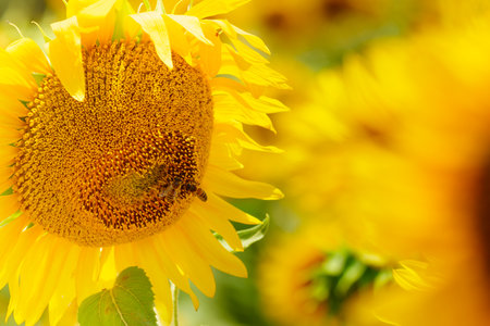 Blooming yellow sunflower and honey bee on flower collecting pollen. Provence in France.の写真素材