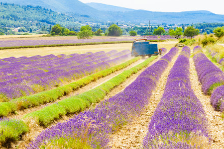 Tractor working on lavender fields. Harvesting of ripened crop in France.の写真素材