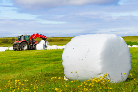 Agricultural view. Tractor working on field with straw packages, cereal bale of hay wrapped in plastic white foil. Harvesting on Lofoten Norwayの写真素材