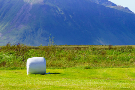 Agricultural view with straw packages on field. Cereal bale of hay wrapped in plastic white foil. Summer in Norwegian country, Lofotenの写真素材