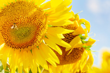 Blooming yellow sunflower and honey bee on flower collecting pollen. Provence in France.の写真素材