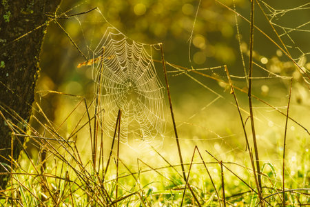 Plant grass with cobweb spider web on meadow field, morning light. Nature.の写真素材