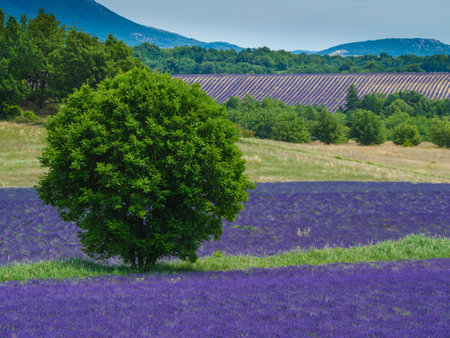 Landscape with blooming lavender fields and French Alps in distance. Puimoisson region, Plateau Valensole, Alpes de Haute Provence in France.の写真素材
