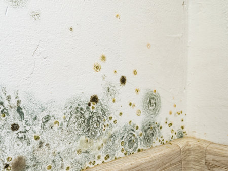 Mold and fungus on wall. Problem of ventilation, dampness, cold indoors in home.の写真素材