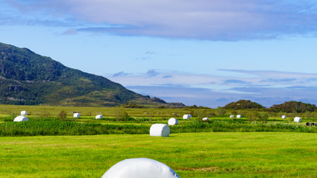 Agricultural view with straw packages on field. Cereal bale of hay wrapped in plastic white foil. Summer in Norwegian country, Lofotenの写真素材