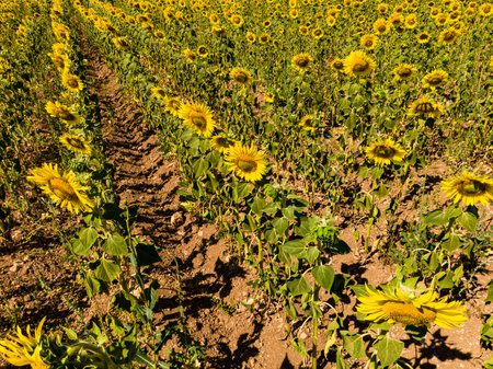 Agricultural field with blooming yellow sunflowers in summer. Provence in France.の写真素材