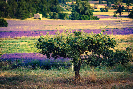 French landscape with blooming lavender fields. Flowering season. Attraction trip for French vacation.の写真素材
