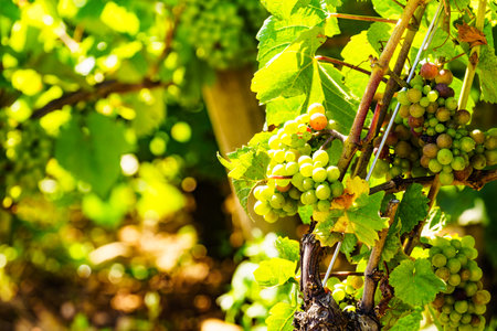 Green vine grapes growing in vineyardの写真素材