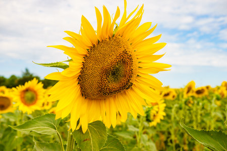 Blooming yellow sunflowers on field in summer.の写真素材