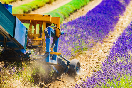 Tractor working on lavender fields. Harvesting of ripened crop in France.の写真素材