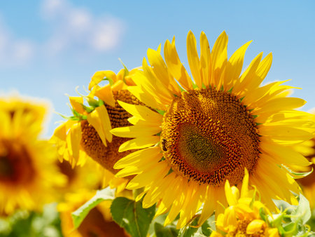 Blooming yellow sunflower and honey bee on flower collecting pollen. Provence in France.の写真素材