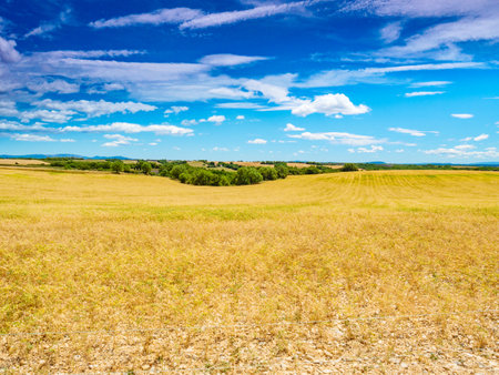 Chickpea field in Provence, France. Ripe dry pea plants grow in farm. Agriculture landscape.の写真素材
