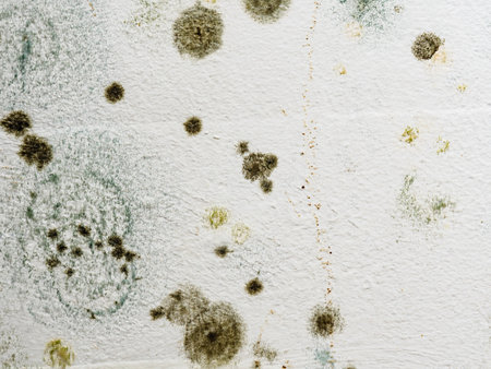 Mold and fungus on wall. Problem of ventilation, dampness, cold indoors in home.の写真素材