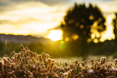 Flower plant in cobwebs against meadow field bokeh background, morning sunrise light. Nature in spring or autumn time.の写真素材