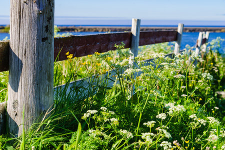Flowers on seashore. Sea in the background. Spring or summer time on Lofoten Norway.の写真素材