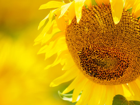 Close up of blooming yellow sunflower and honey bee on flower collecting pollen.の写真素材