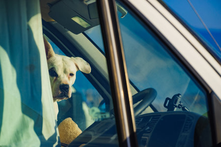 Dog in rv camper car looking trought window pane. Motorhome traveling with pet. Danger of pet overheating or hypothermia.の写真素材