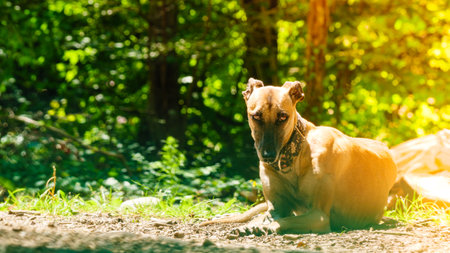 Purebred dog greyhound is resting outdoors in hot summer day. Spanish galgo.の写真素材
