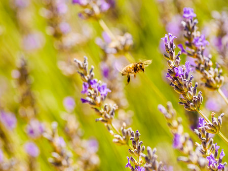 Field with blooming lavender and honey bee on flower collecting pollen. Provence in France.