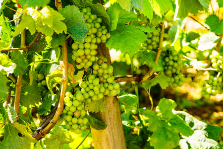 Green vine grapes on tree growing in vineyardの写真素材