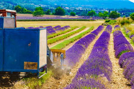 Tractor working on lavender fields. Harvesting of ripened crop in France.の写真素材
