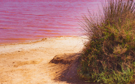 The pink lake of Torrevieja in Spain, Alicante province. Coastal landscape. Tourist attraction