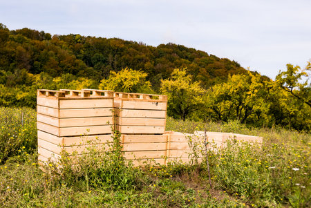 Fruit orchard, boxes are ready for harvest. Agriculture, food cultivation.