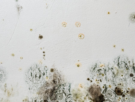 Mold and fungus on wall. Problem of ventilation, dampness, cold indoors in home.