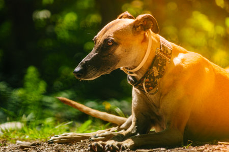 Purebred dog greyhound is resting outdoors in hot summer day. Spanish galgo.の写真素材