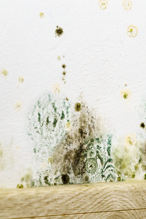 Mold and fungus growth on house wall. Problem of ventilation and dampness in home interior.