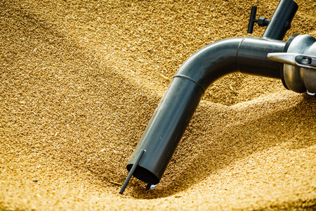 Heap of whole grain seeds wheat kernels and machine hose tube. Farm production of crops, industry...