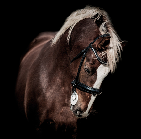 A red horse posing for a portraitの写真素材