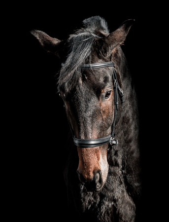 Beautiful horse on a black backgroundの写真素材