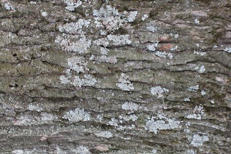 tree bark texture, wood pattern, cracked tree bark, background for your decoration