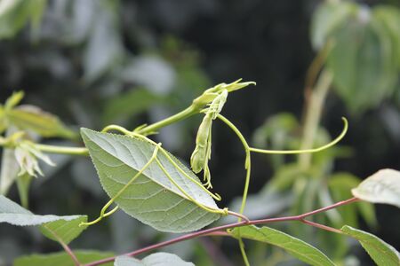 Green branch in sunlight on a blurred background