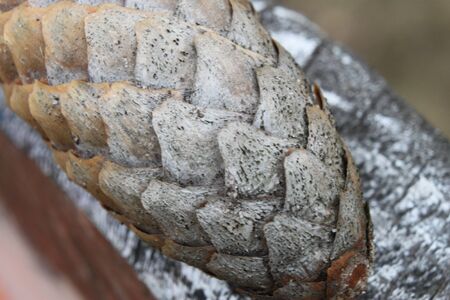 Dry spruce cone close-up. For your design ideas
