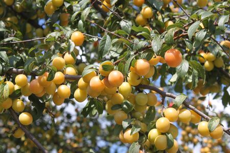 Ripe cherry plum on a branch close-up. You can use it as a background, wallpaper or use in your...